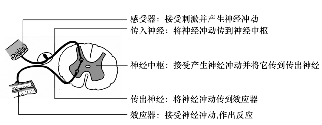 初中生物识图题25个常用结构示意图汇总,必考内容,抓紧掌握_功能_过程
