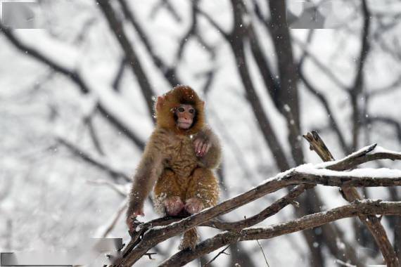 图片|河南沁阳：雪中猕猴惹人爱