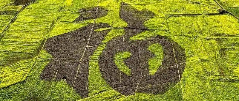 乡游黔中 · 兴义万福村丨油菜花开满！最早的金色春天在这里等你来_万峰林_温泉康_万峰湖