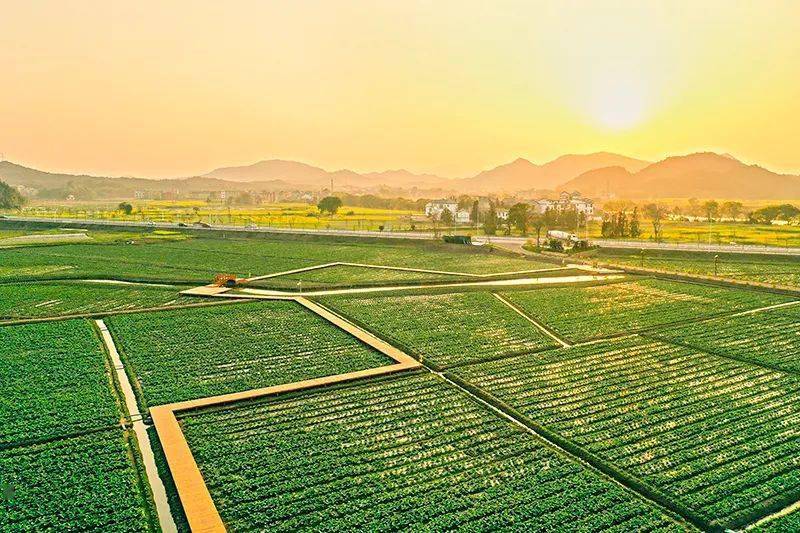 江天农业红芽芋种植基地入选粤港澳大湾区菜篮子生产基地