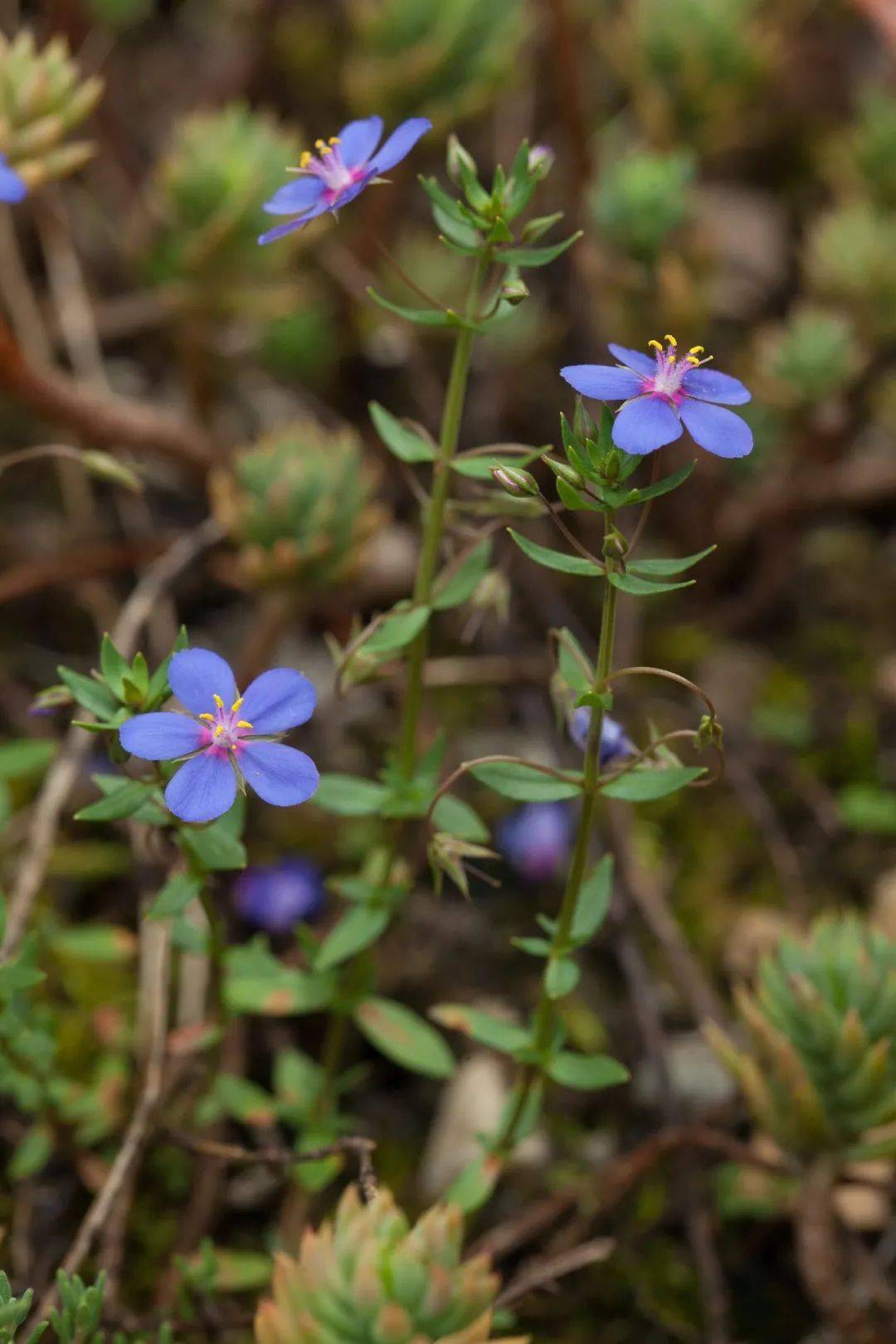 藍色|《鼴鼠的故事》| 影片里的植物世界