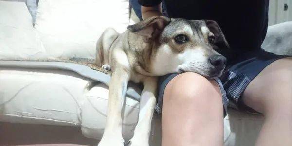 怎么教狗狗握手坐下趴下 3f97af6609ba4a1398d6a0a7326b0e48.jpeg