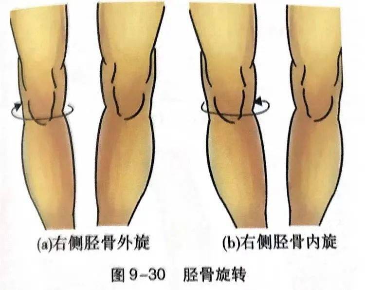 膝关节内外旋示意图图片