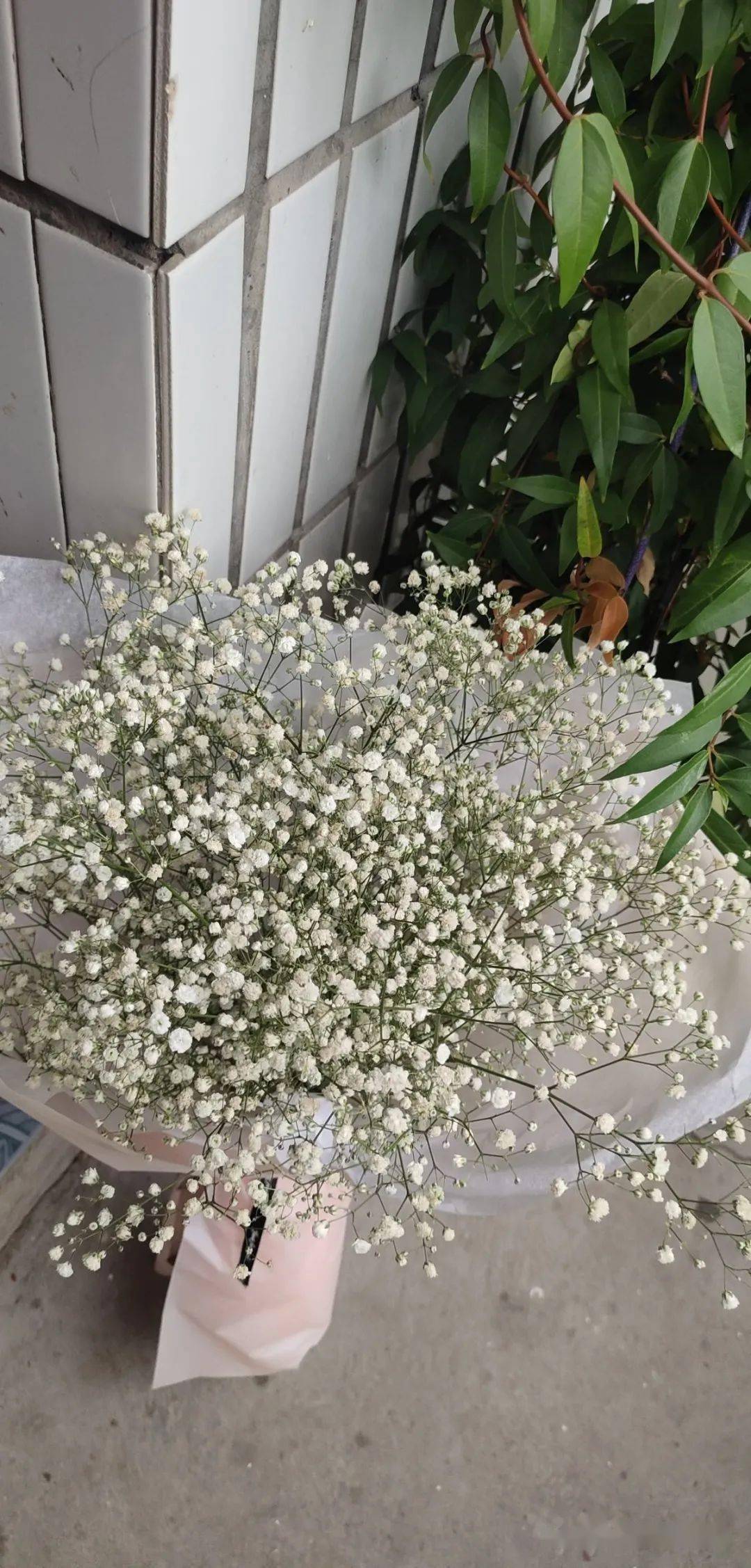 蝴蝶花怎么繁殖 e30173e2d0e54d56a5c843064700e297.jpeg