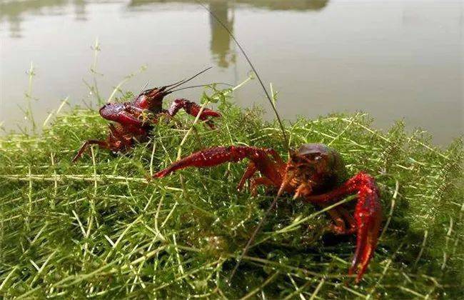 室內養殖排行榜動物_家里飼養下列寵物,屬于違法行為,包括麻雀