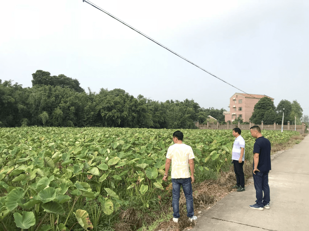 巩固基础 强化履职 清新山塘镇 人大代表联络站探索 联络站 农业 新模式 助力乡村农业产业发展 山塘村 主题 问题