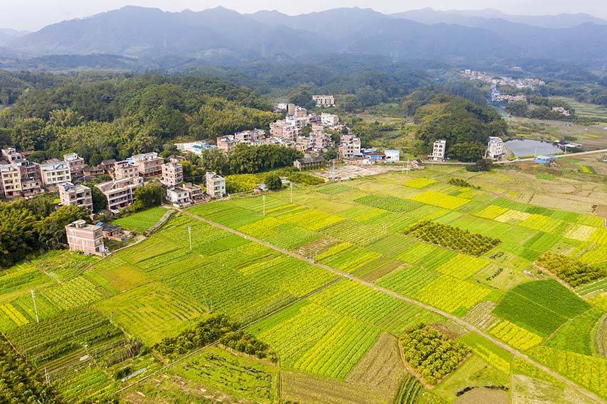 乡村|广西梧州：绿色田园乡村如画