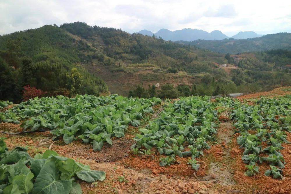 永泰这个合作社富民有道!_官村_蔬菜_霞拔乡