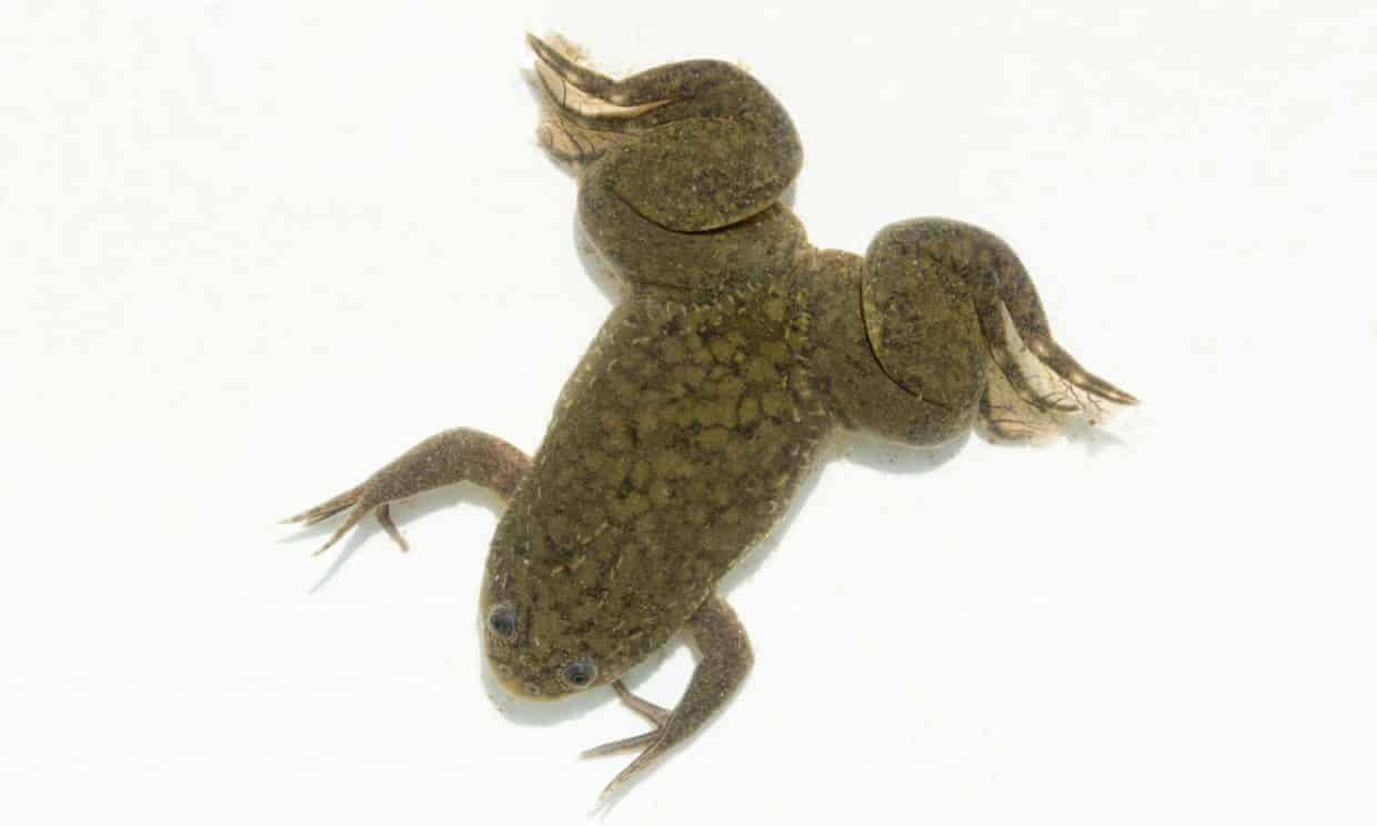 细胞|触发“休眠”细胞，只需用药24小时 青蛙就长出新肢 人类还远吗？