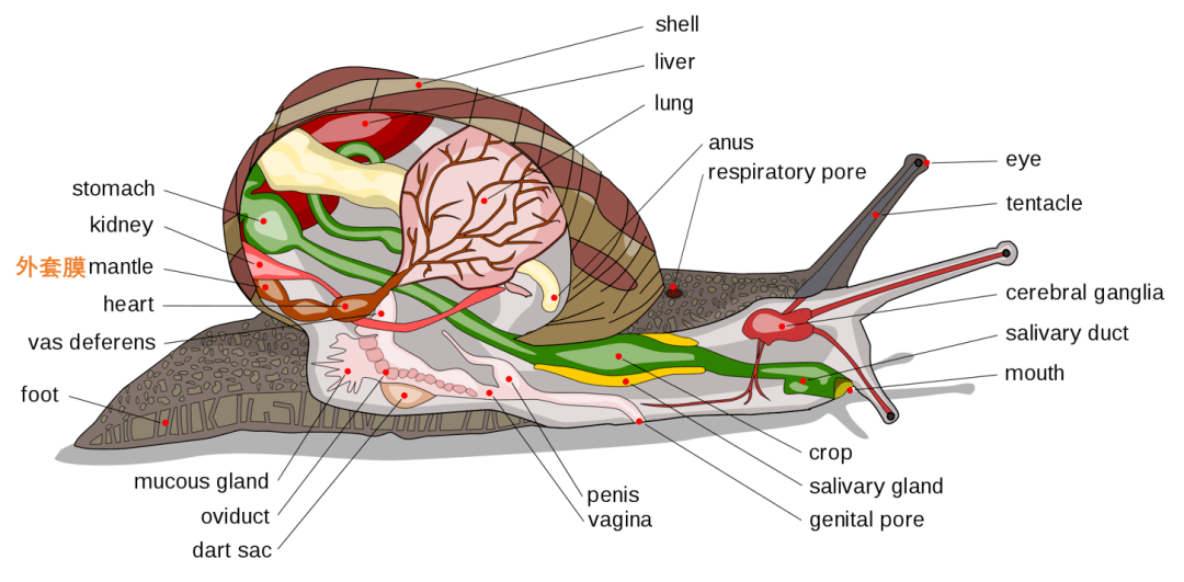 蜗牛外套膜图片