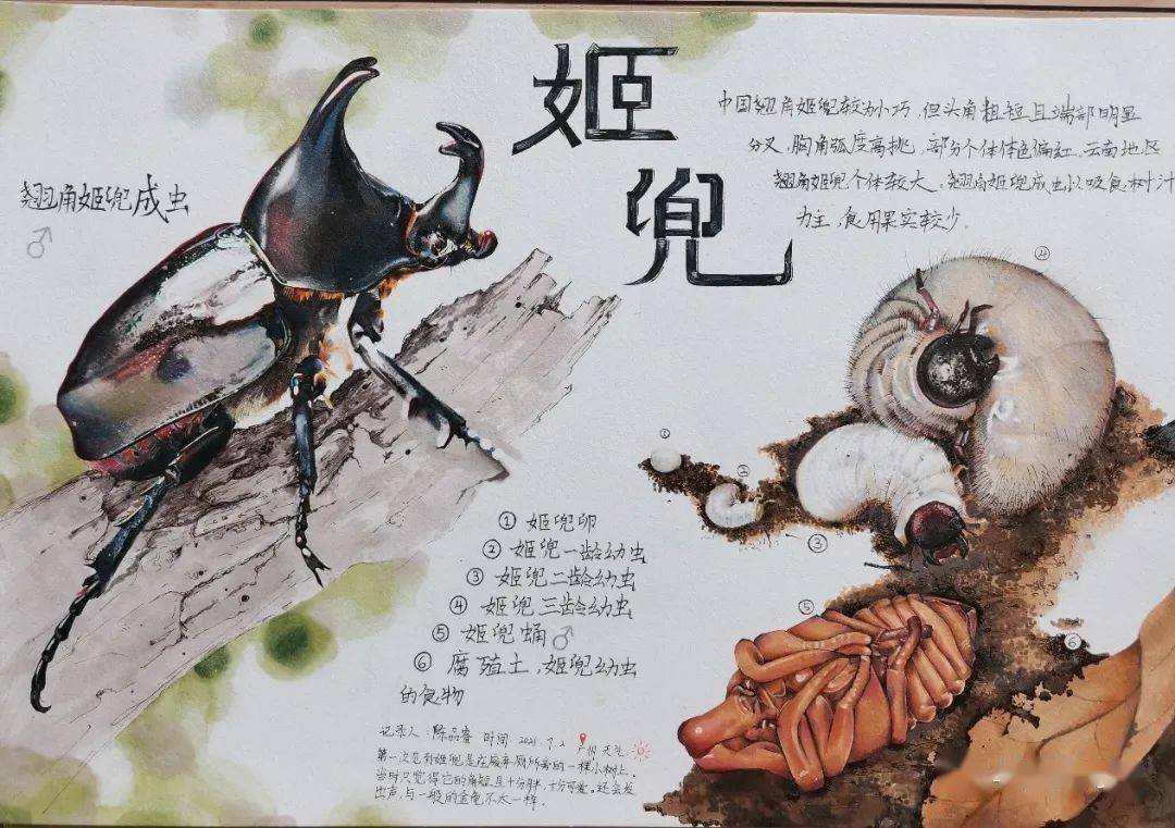 "神奇大自然 我是观察者" 2021年青少年自然笔记征集活动颁奖啦