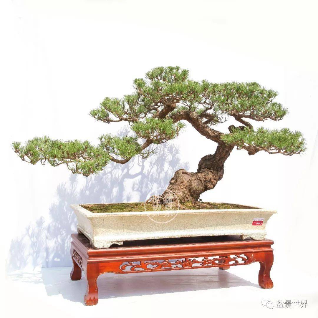 最美的100盆黑松_cm_作品_盆景