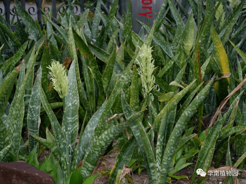 虎头|原来这么多“虎”藏在花花草草中！春节到华南植物园寻“虎”