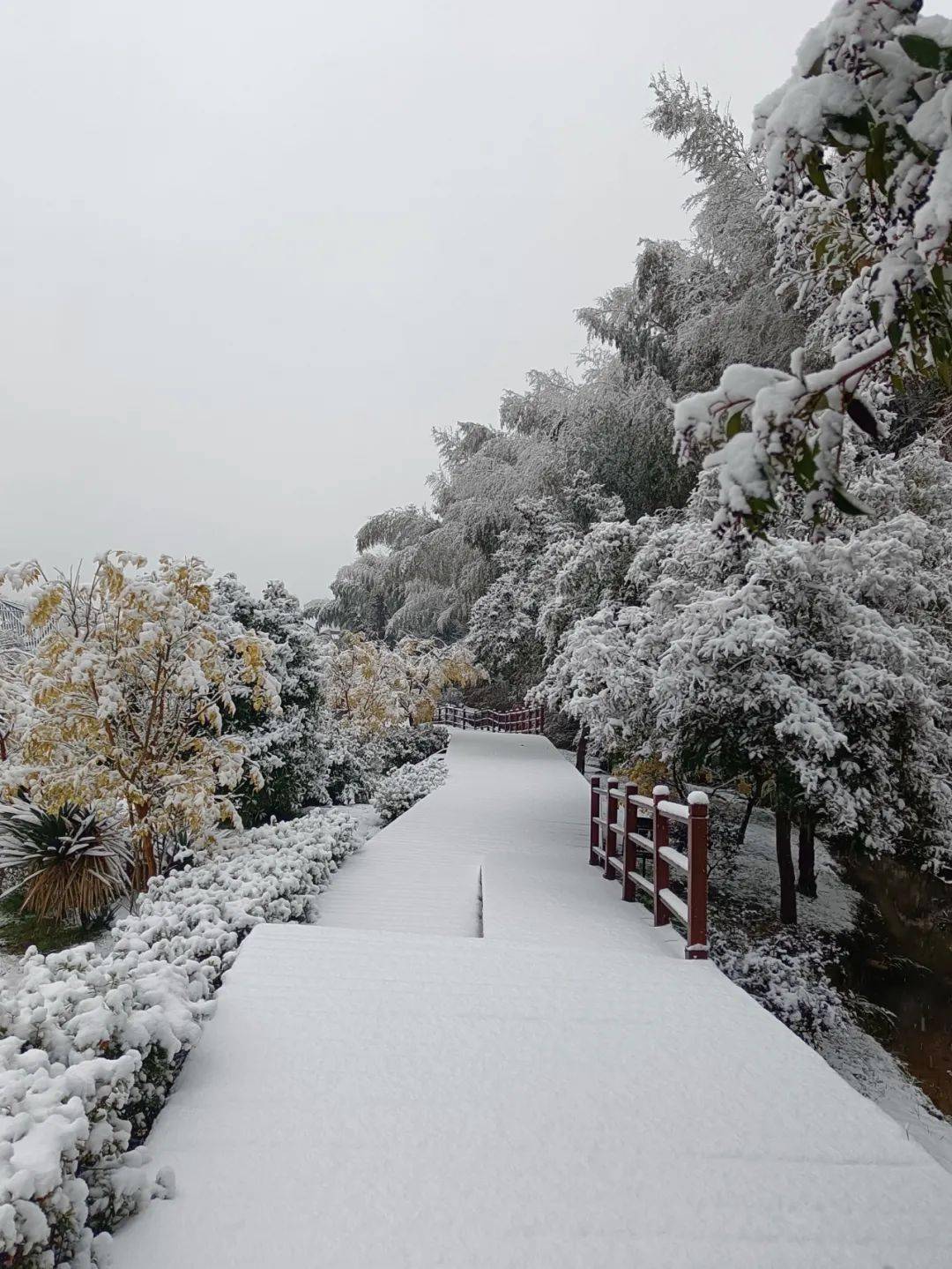 梅岭雪图片