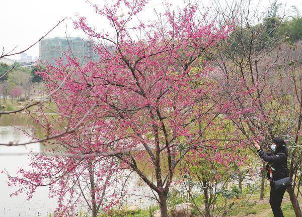 风景区|梅花、樱花、金鱼草……南宁春来早，青秀山百花开