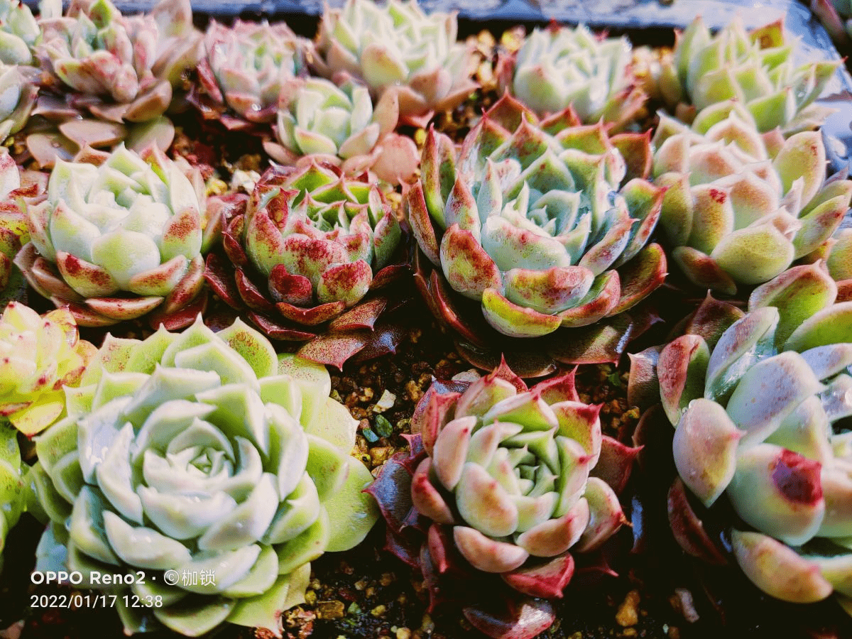 多肉怎么养才能越来越胖但长不高 e0ce654fe0fd4eb1aeb9428c1362c207.png