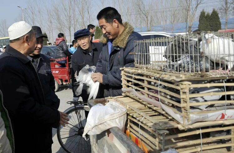 文化|瓷器、核雕、鸽子会... 非遗项目过大年 德州启动线上非遗展播