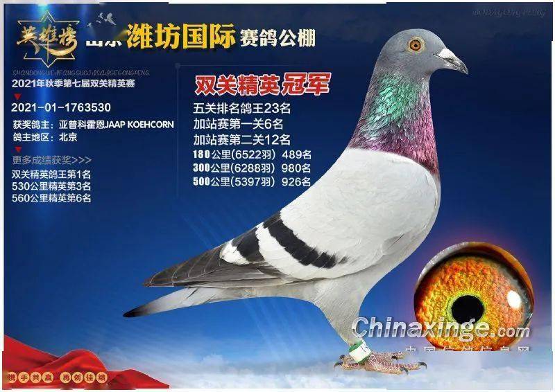 6.2021年山东翔源赛鸽中心首届秋季免费汽车大奖赛顺利落下帷幕.