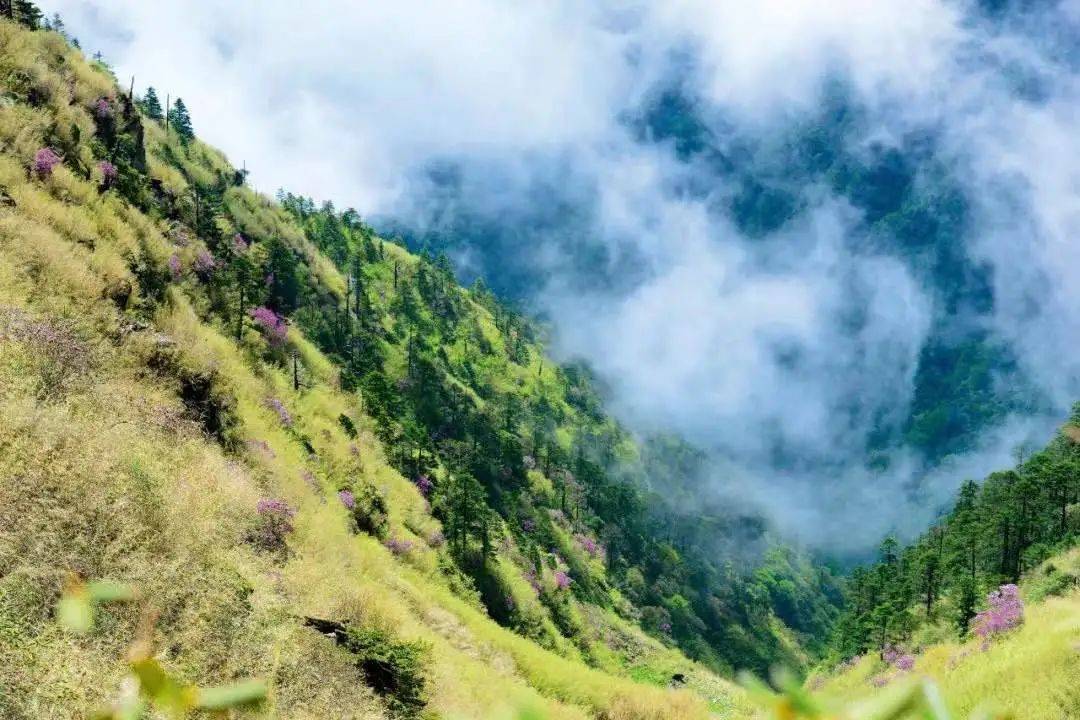 生物|穿越高黎贡山 探访物种王国