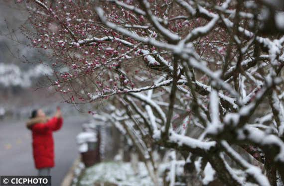 许昌|腊雪寻梅觅春色