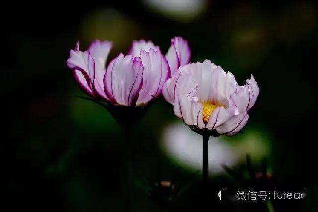 14cb680722174122a7e5f20c23e29711.jpeg