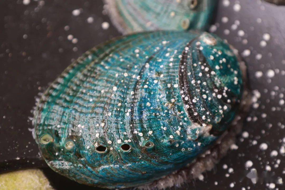 绿鲍原种▲皱纹盘鲍时间回溯至2019年,官坞海产开发有限公司从国外