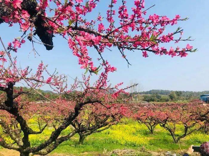 赏桃花啦一年一度连州桃花节￥399起探索神秘瑰丽地下河畅游湟川三峡