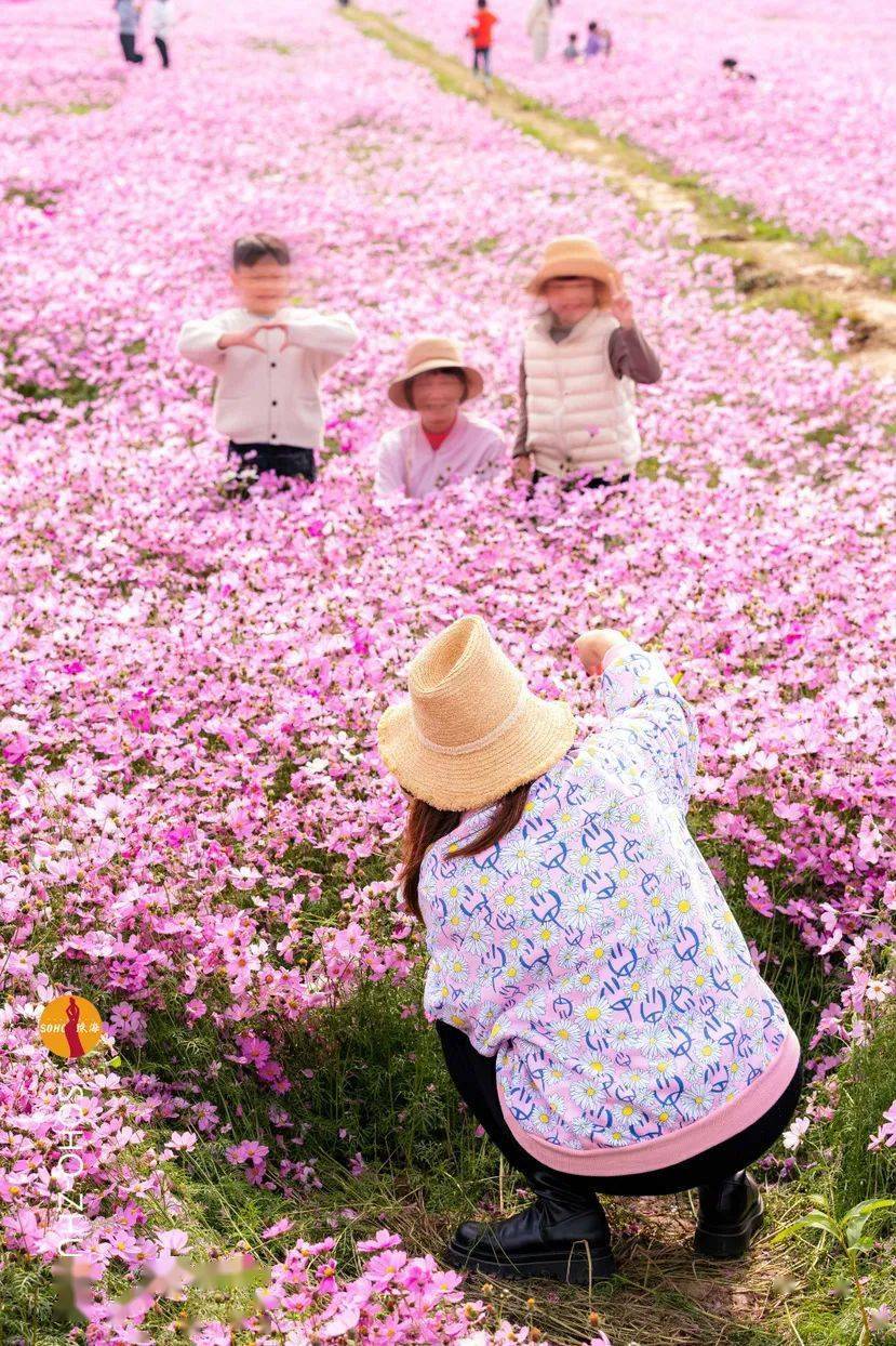 平沙格桑花海图片