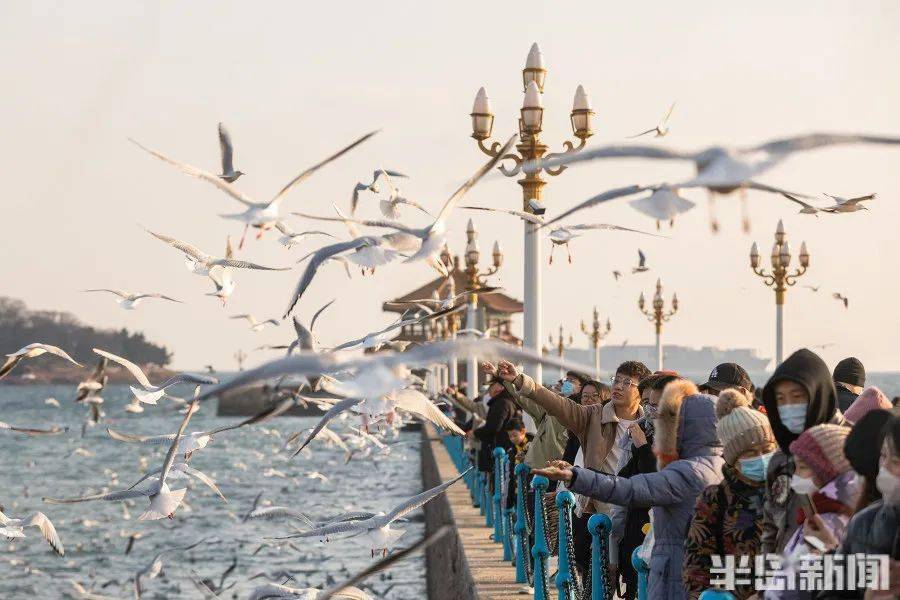 青岛人喂海鸥有多卷