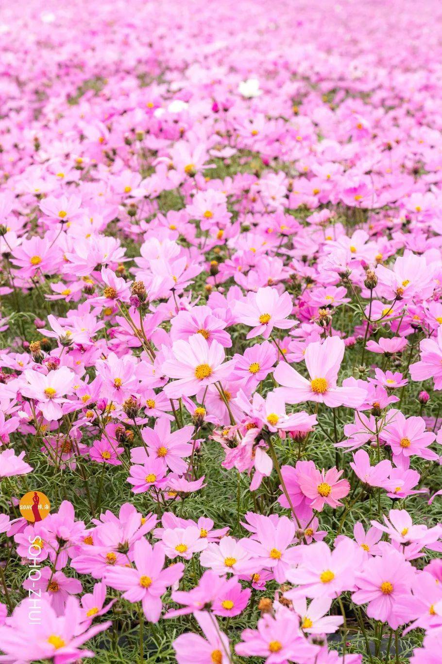 珠海格桑花海图片