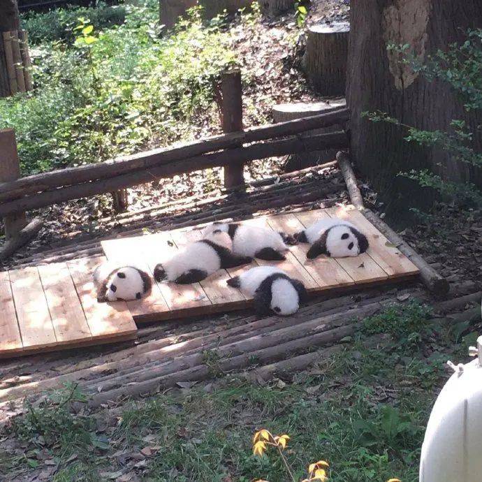 大年|今天大年初三，宜“赖床”！