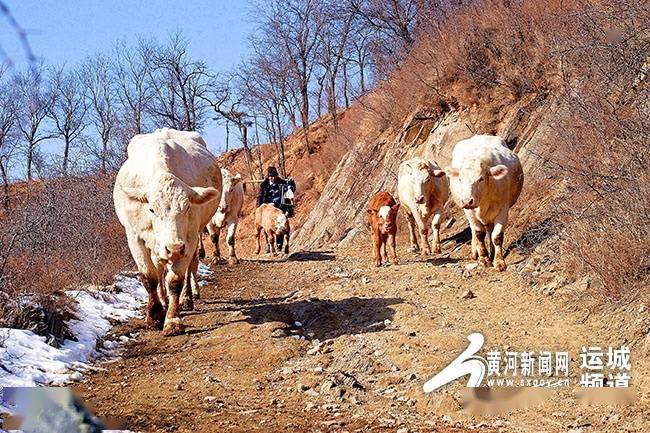 虎年耕牛图图片