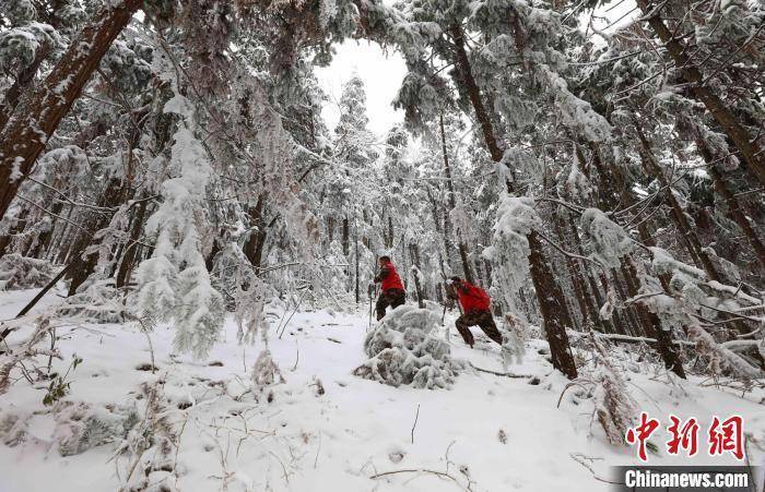 山林|湖南张家界：寒冬踏雪护山林