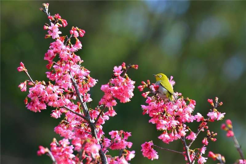 大年|广西南宁：大年初四立春樱花之约