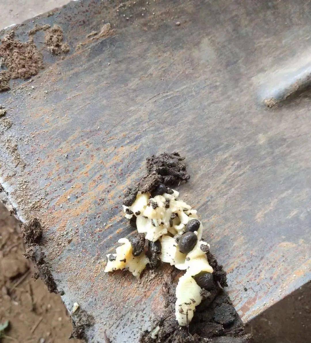 冬季给羊驱虫效果更好!你可能忽略了!_寄生虫_虫卵_养殖户