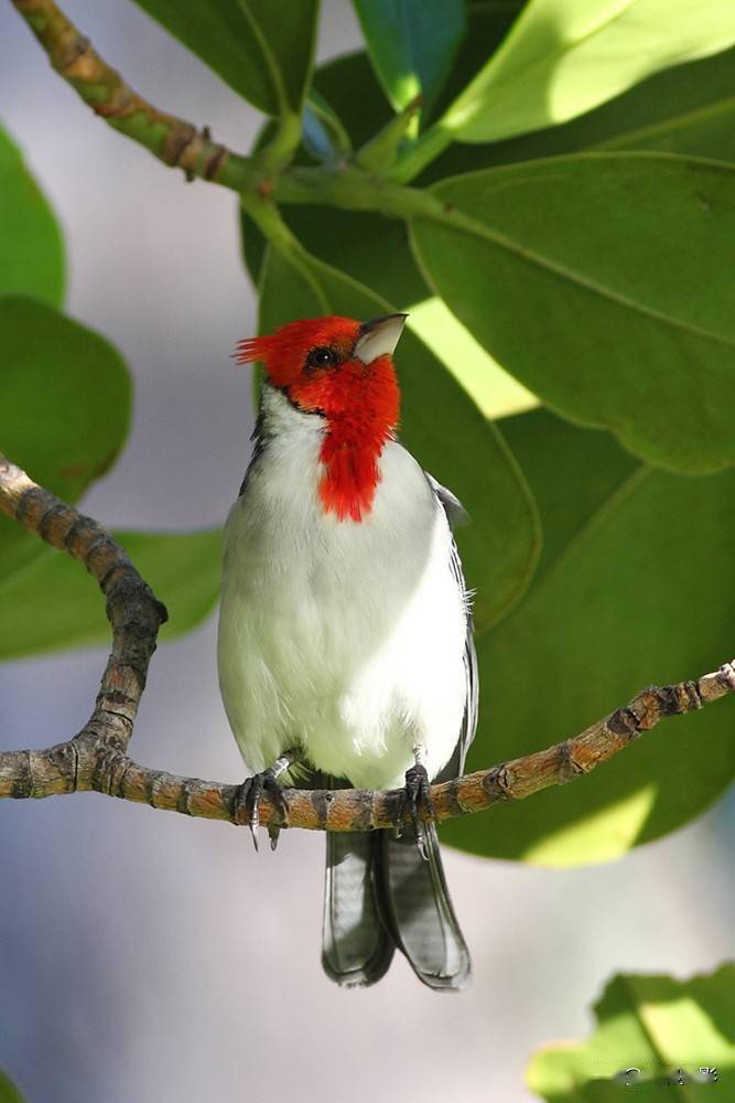 当地人叫它红头小鸟冠红蜡嘴鹀