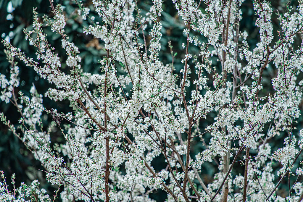 李花|江西赣州：雪白李花开满枝头素雅清新