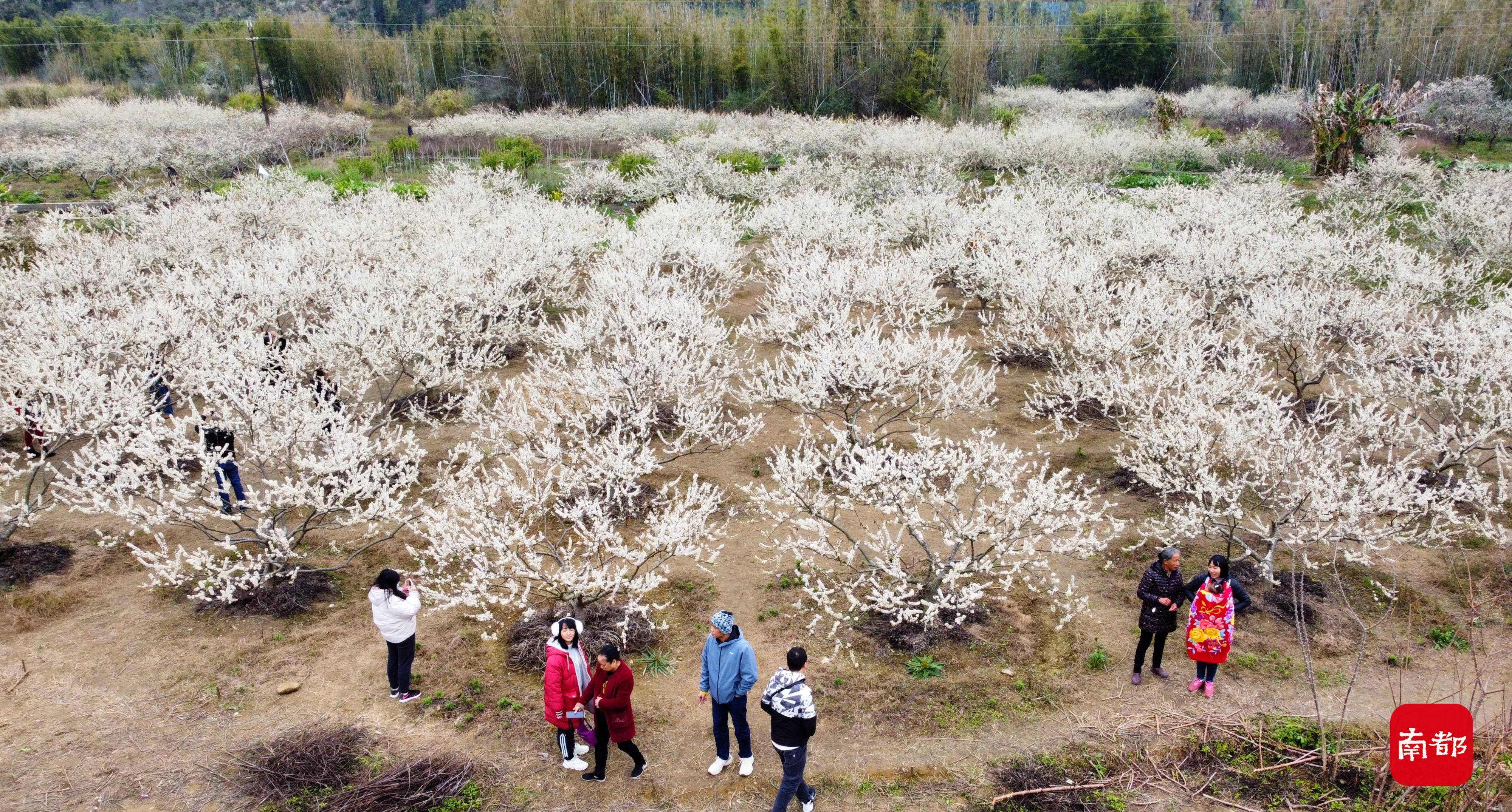 广州|图集：春节已到尾期，广州这片壮美的“桃花源”你去了吗？