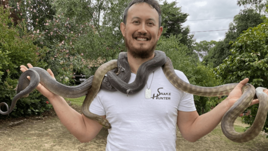 当心疫情导致蛇类活动更频繁澳洲捕蛇人从没这么忙过