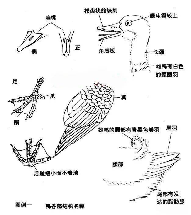 图文教程——怎样画鸭