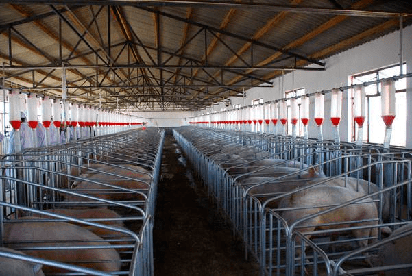 焦点信号双汇发展大动作掀起生猪产业发展新趋势