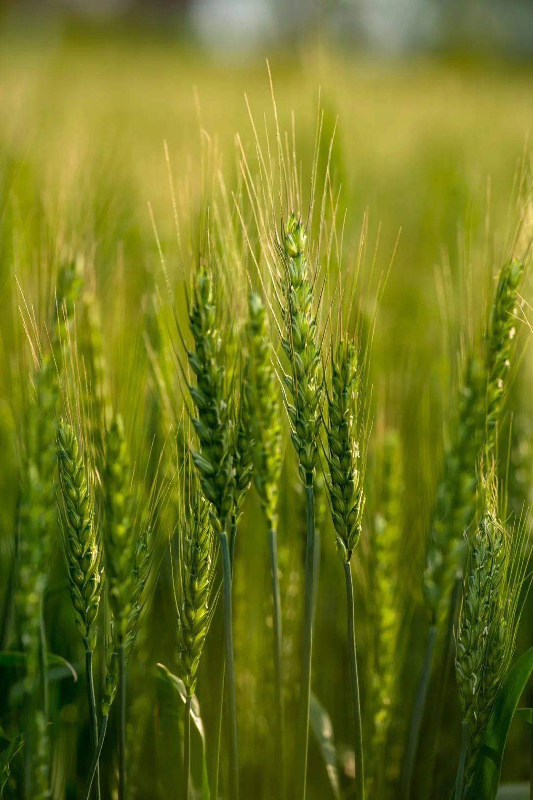 家家麦饭美处处菱歌长grain in ear芒 种09物至于此小得盈满grain