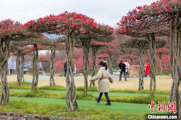 都江堰|四川都江堰千亩梅花盛开引客来