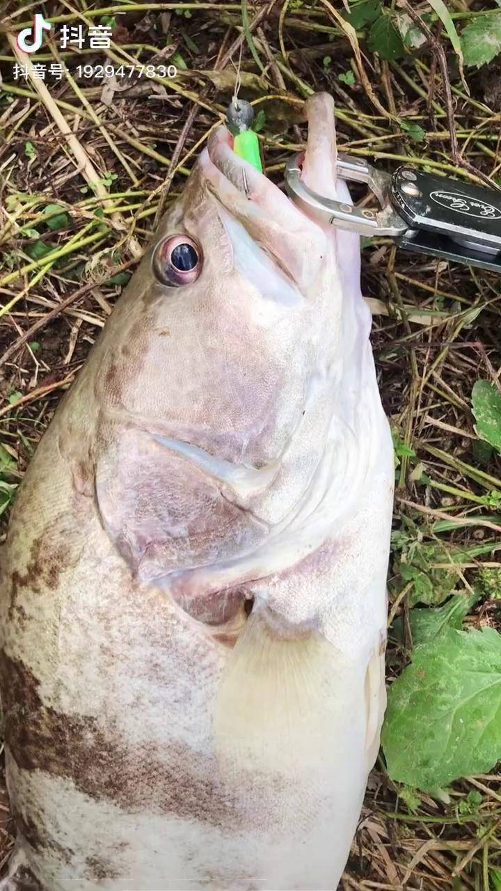 路亞大鱖魚dou是釣魚人dou來大魚季路亞鱖魚釣魚成抖音第一休閒運動