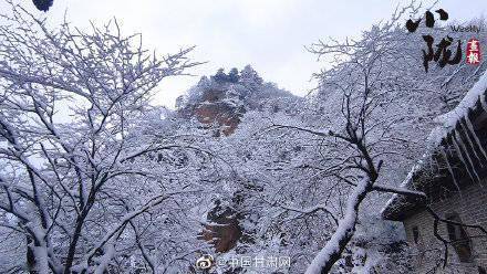 银枝|甘肃平凉：雪压枝头白絮飞 玉树银枝惹人醉