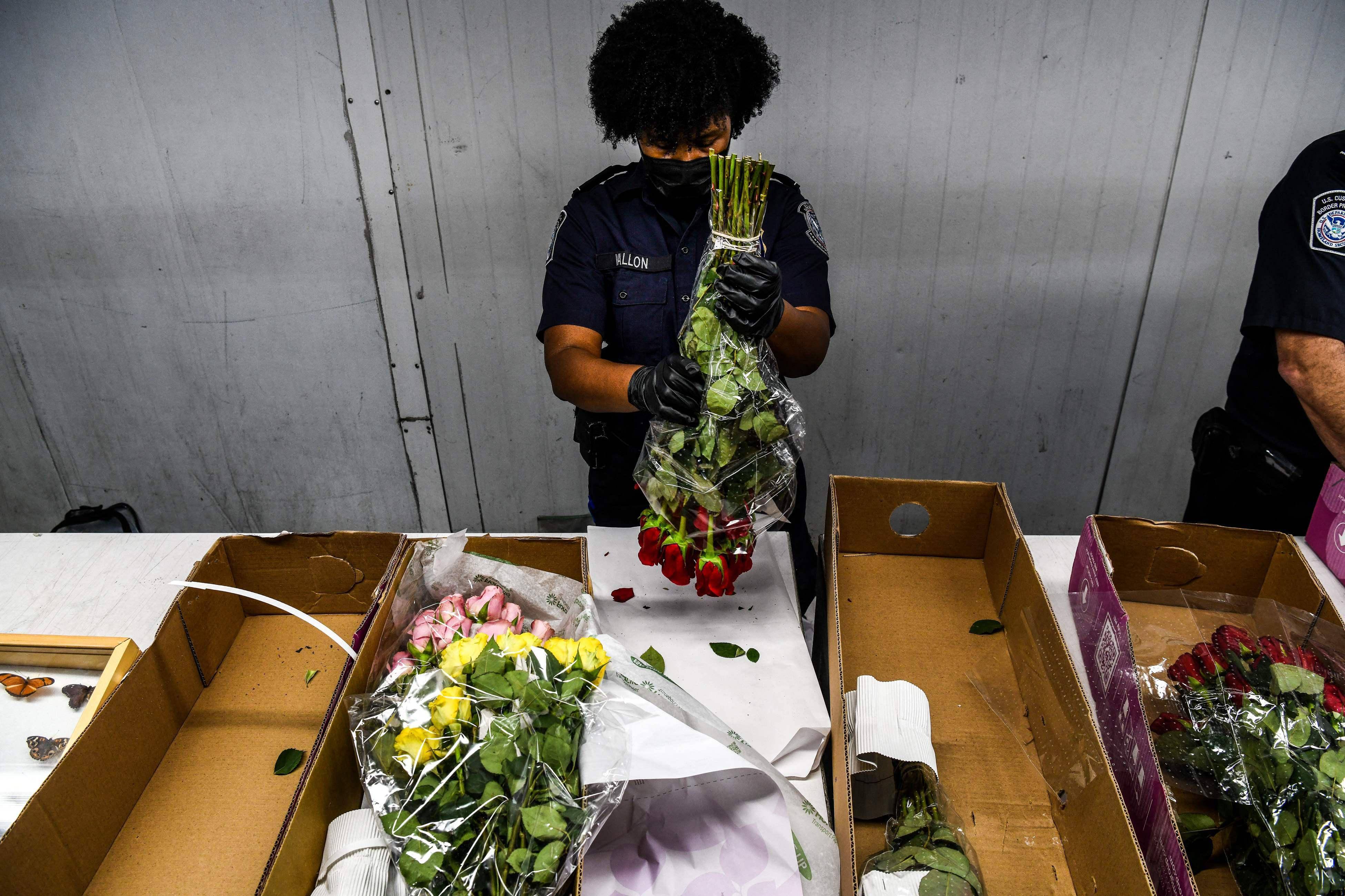 美国:空运鲜花迎接情人节_新华社_进口_占全