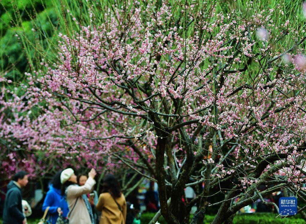 梅花,梅花,春意|梅花绽放春意浓