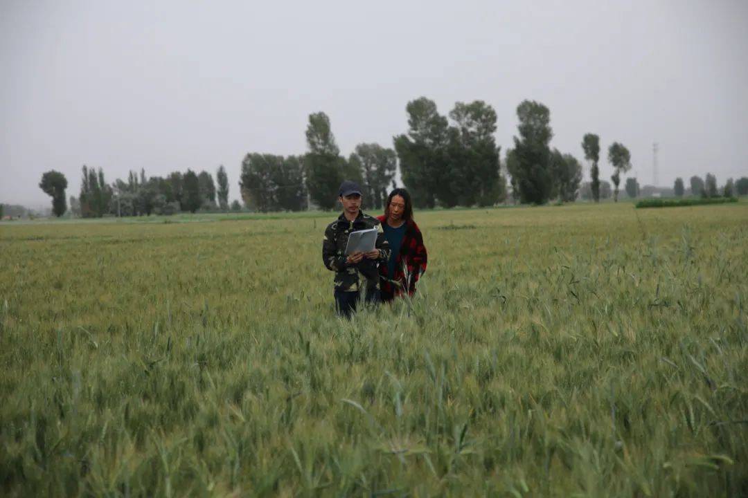 电影节|专访柏林电影节主竞赛入选导演李睿珺：从土地中获得爱情