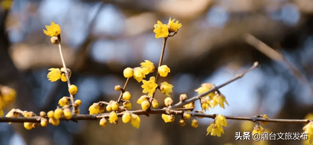 花为|等一个人，陪我去蓬莱阁闻香！