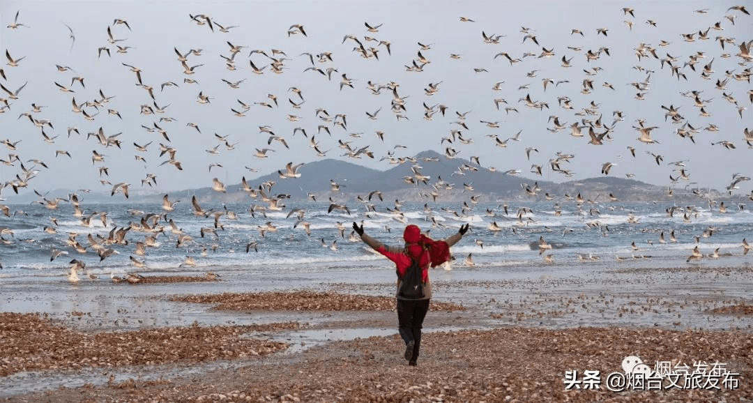 海鸥|千鸥云集贺新春！吸一口来自烟台的“鸥”气